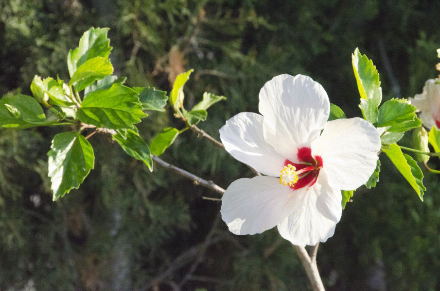 Flor blanca - Portopetro - Mallorca - islas Baleares - España